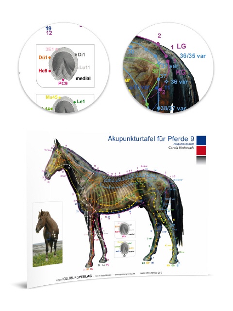 Akupunkturtafel Pferd 9