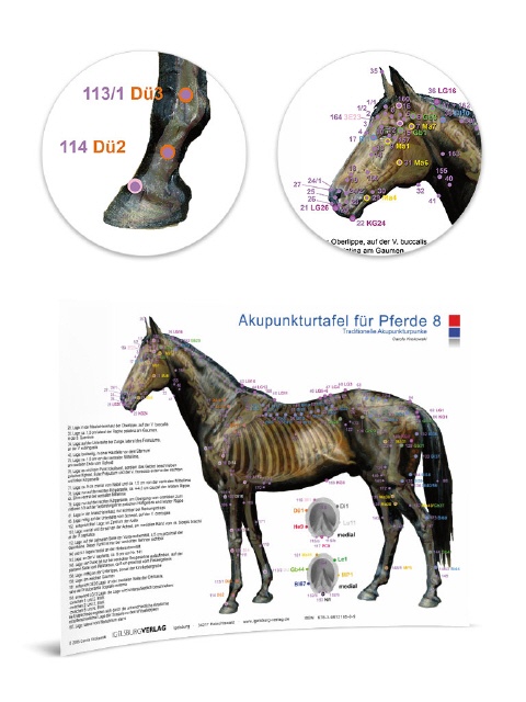 Akupunkturtafel Pferd 8
