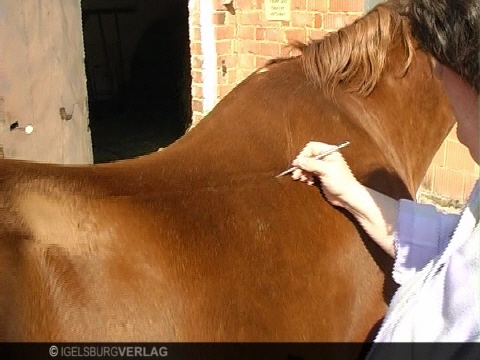 Pferd mit chronischem Husten