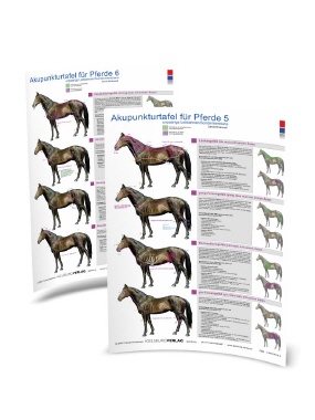 Akupunkturtafel Pferd 5 & 6