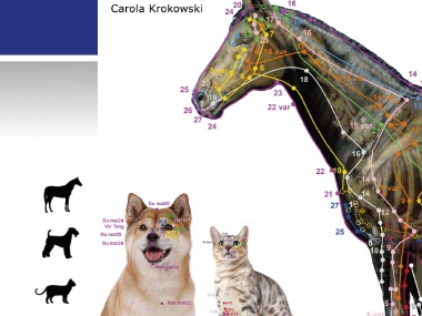 Acupuncture Points - Horse, Dog, Cat