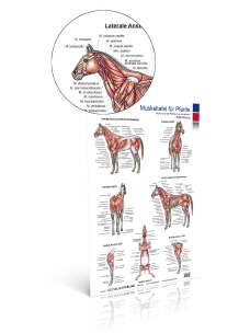 MUSKELTAFEL Pferd